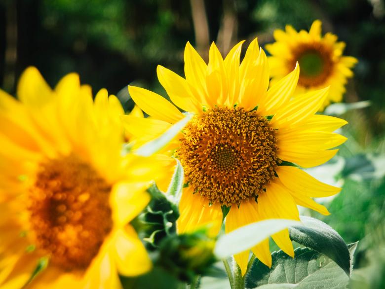 Free stock image of Sunflowers created by Unsplash