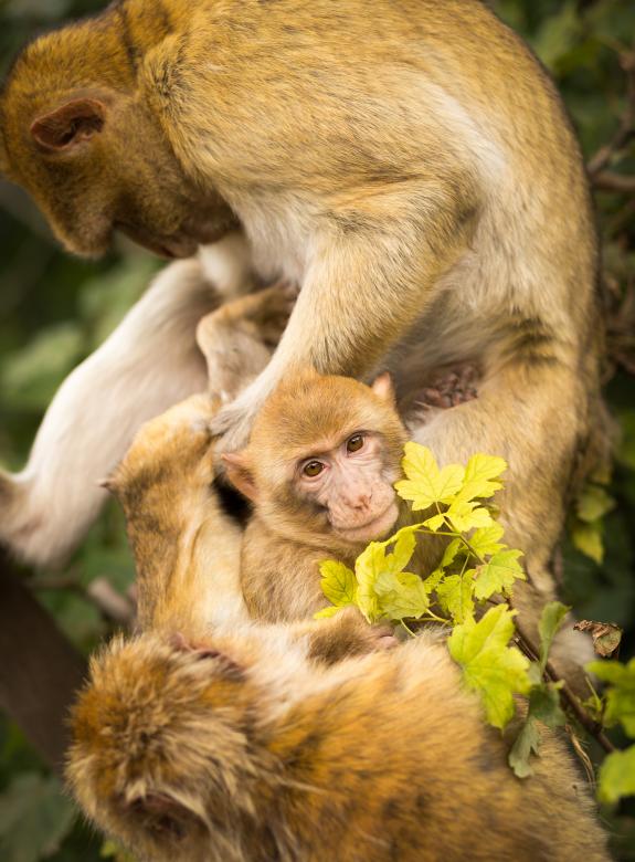 Free stock image of Monkeys created by Unsplash