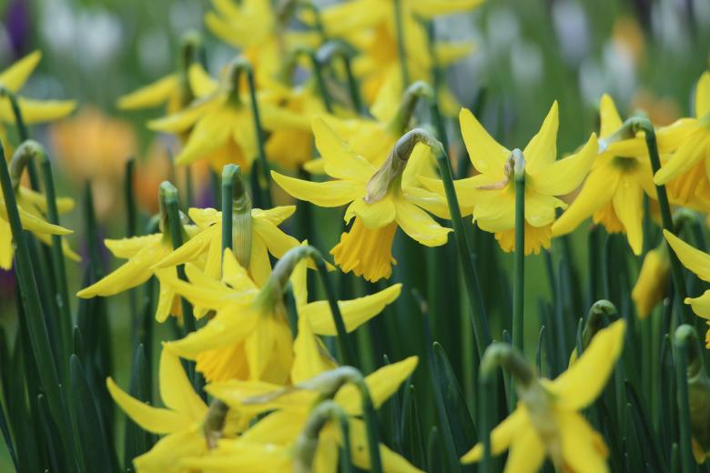 Free stock image of Yellow Flowers created by Unsplash