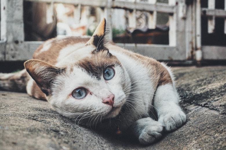 Free stock image of Cute Kitty created by Unsplash