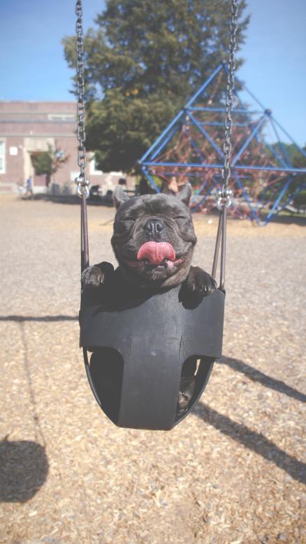 Free stock image of Having a Swing created by Unsplash