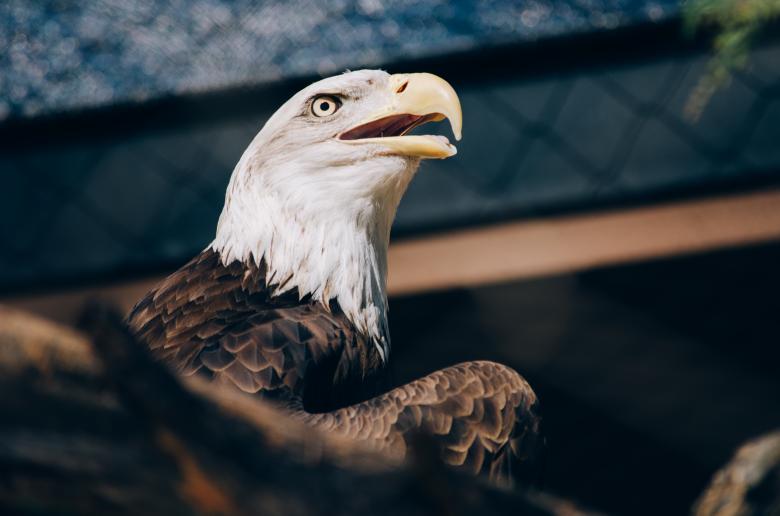 Free stock image of Bald Eagle created by Unsplash