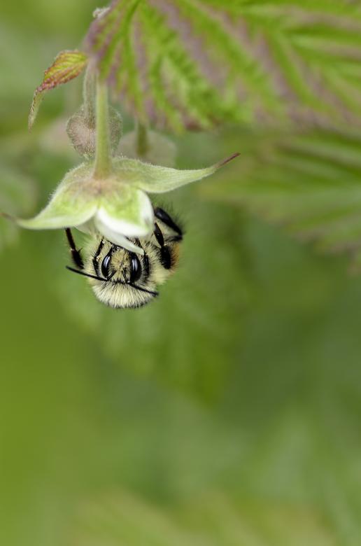 Free stock image of Bee collecting food created by Unsplash