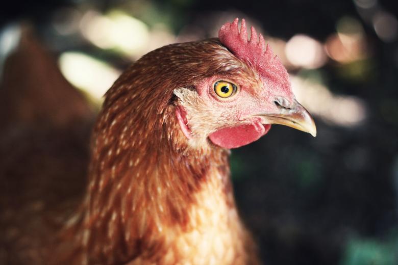 Free stock image of Chicken created by Unsplash