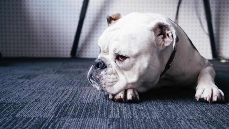 Free stock image of Bull Dog created by Unsplash