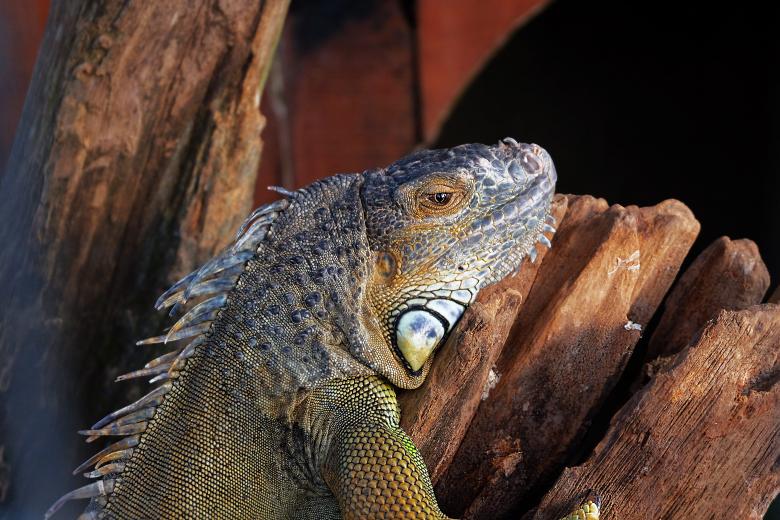 Free stock image of Dragon created by Unsplash