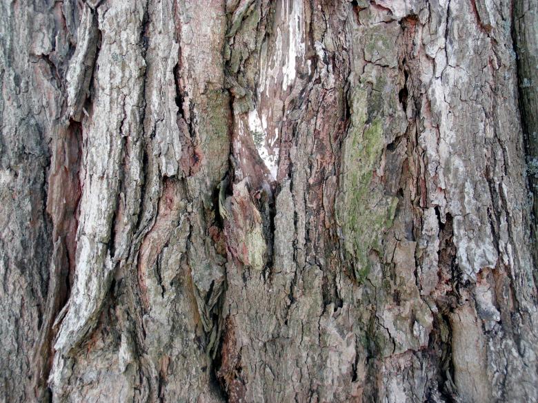 Free stock image of Colorful tree bark created by David M