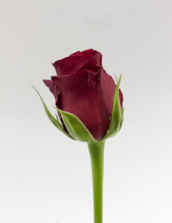 Free stock image of Red Rose created by Dennis Krog
