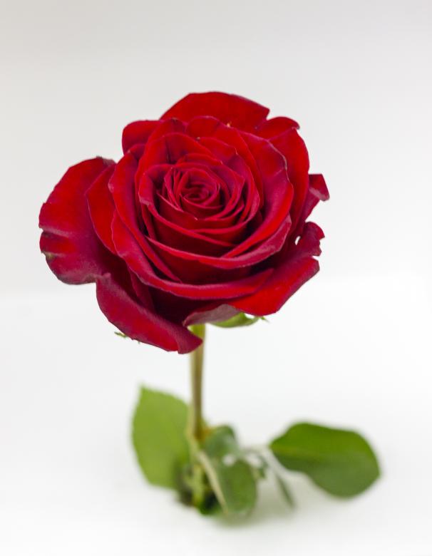 Free stock image of Red Rose created by Dennis Krog