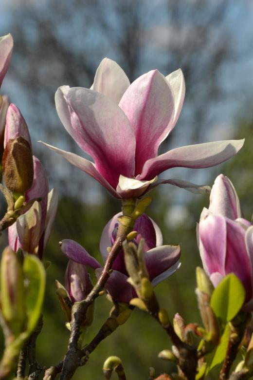 Free stock image of Saucer magnolia created by Tomas Adomaitis