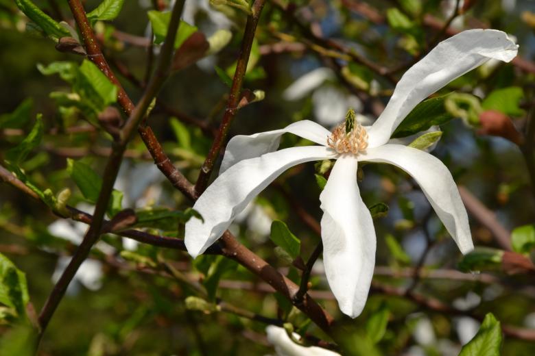 Free stock image of Magnolia created by Tomas Adomaitis