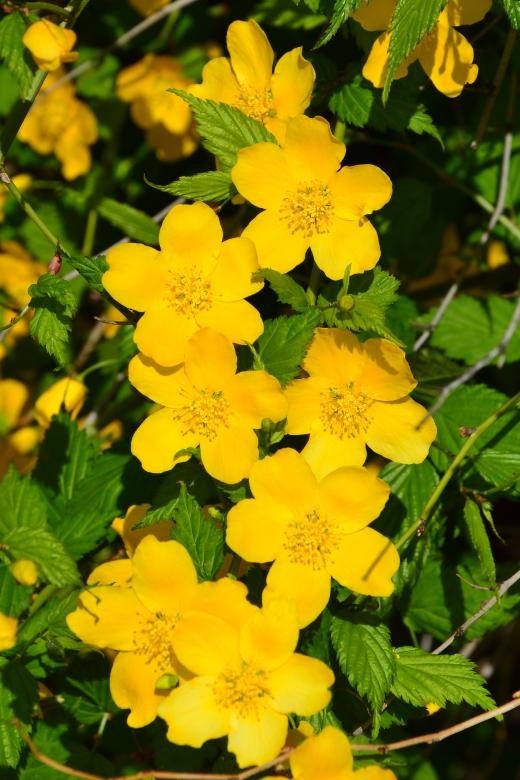 Free stock image of Japanese Rose Shrub created by Tomas Adomaitis