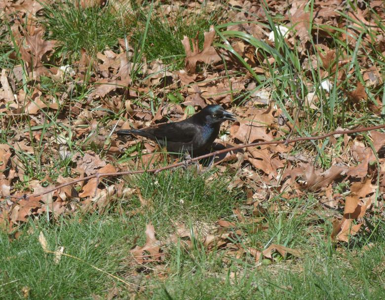 Free stock image of Black birds created by Vincent alvino