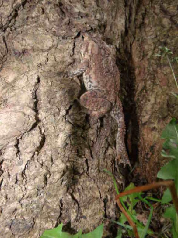 Free stock image of Nature's Camouflage created by Nature Girl