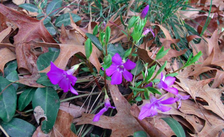 Free stock image of Beautiful purple flowers created by David M