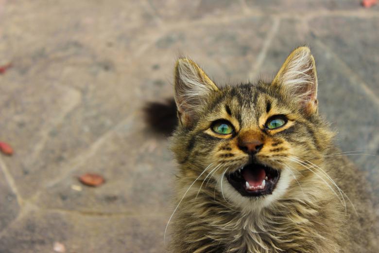 Free stock image of Cat created by Pixabay