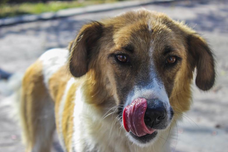Free stock image of Dog created by Pixabay