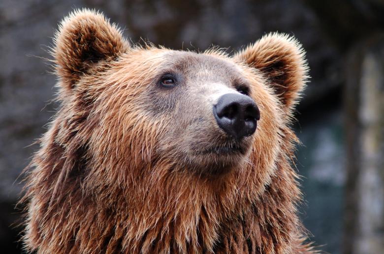 Free stock image of Grizzly Bear created by Pixabay