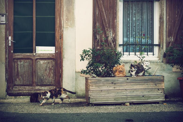 Free stock image of Cats created by Pixabay