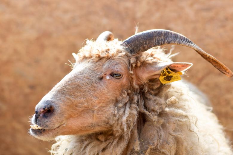 Free stock image of Goat created by Pixabay