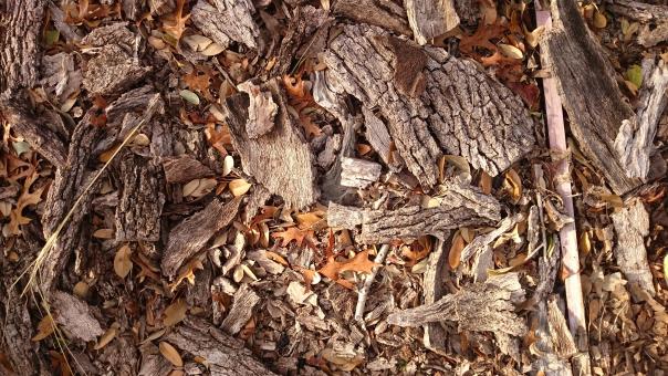 Autumn Bark and Leaves - Free Stock Photo