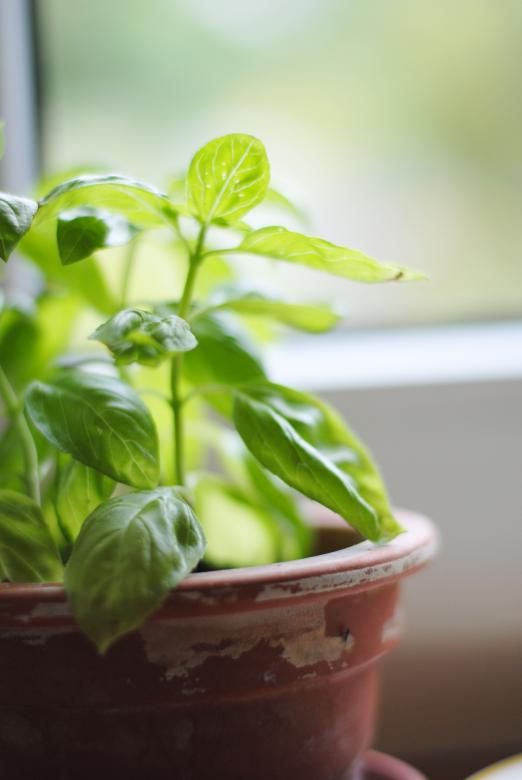 Free stock image of Basil created by Pixabay