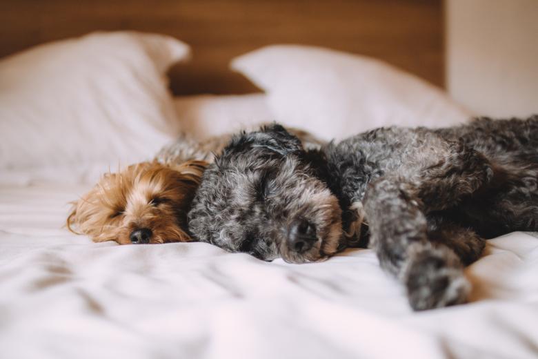 Free stock image of Bed created by Pixabay