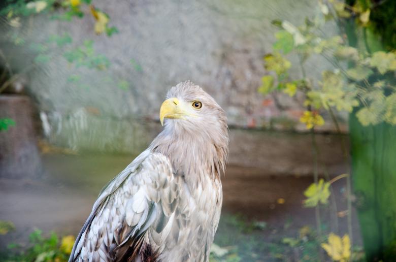 Free stock image of Bird created by Pixabay