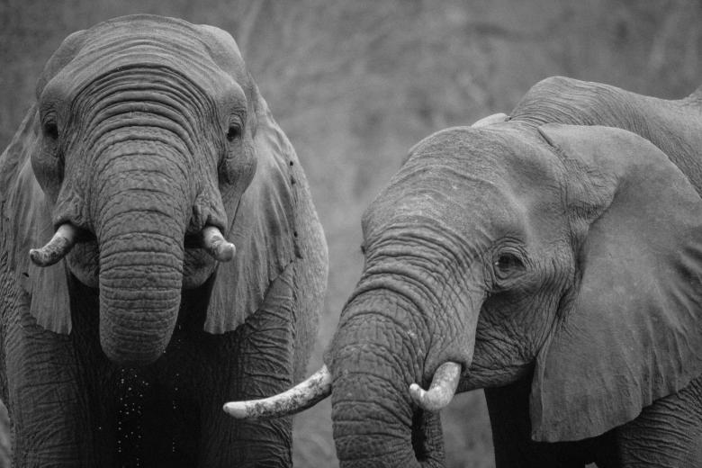 Free stock image of Elephant created by Pixabay
