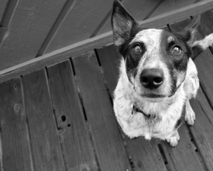 Dog - Free Stock Photo