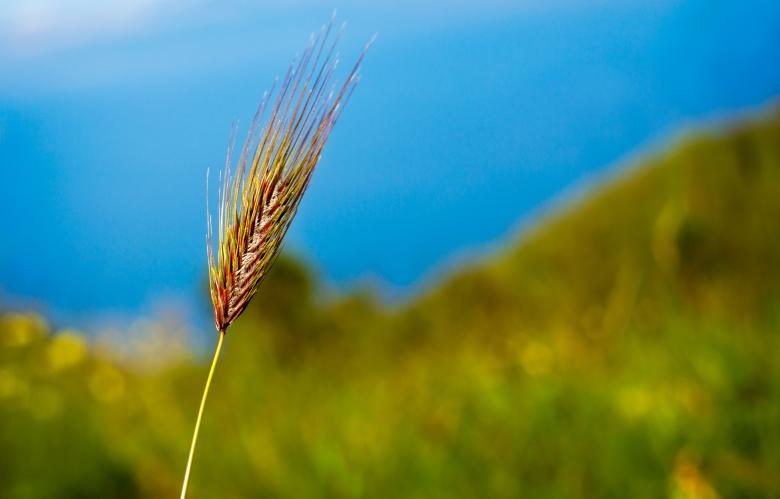 Free stock image of Field created by Pixabay