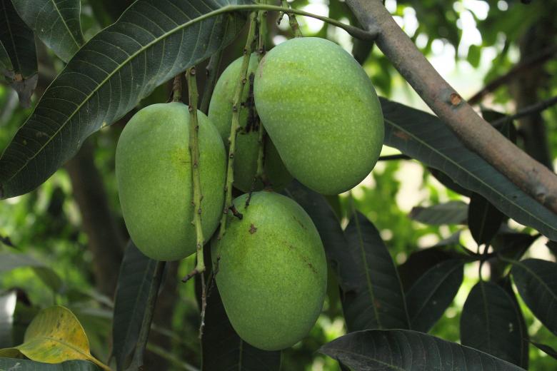 Free stock image of Mango Tree created by Pixabay
