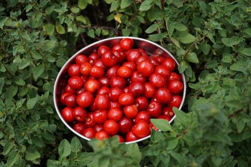Free Stock Photo of Red Berries