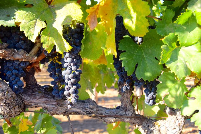 Free stock image of Fresh Grapes created by Pixabay
