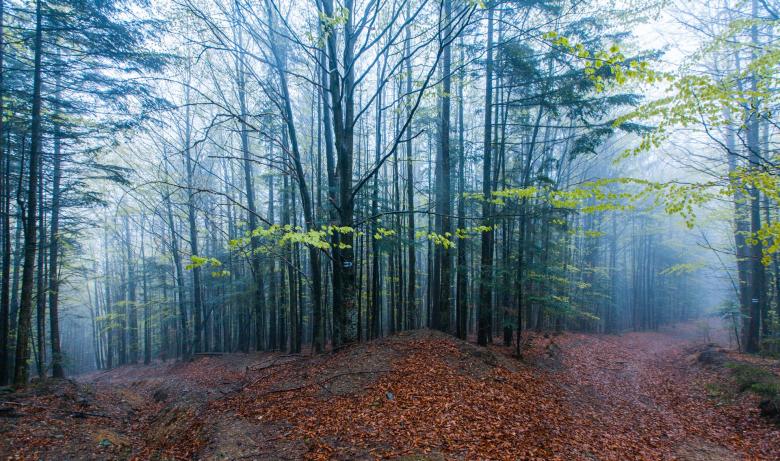 Free stock image of Forest created by Pixabay