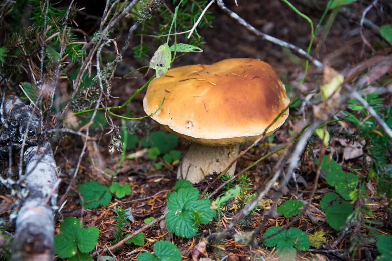 Free stock image of Mushroom created by Pixabay