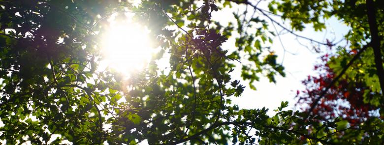 Free stock image of Nature created by Pixabay