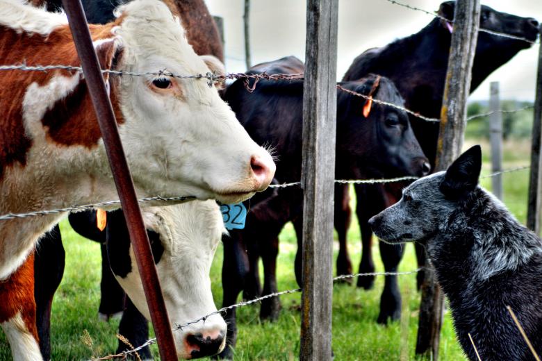 Free stock image of Calf created by Pixabay