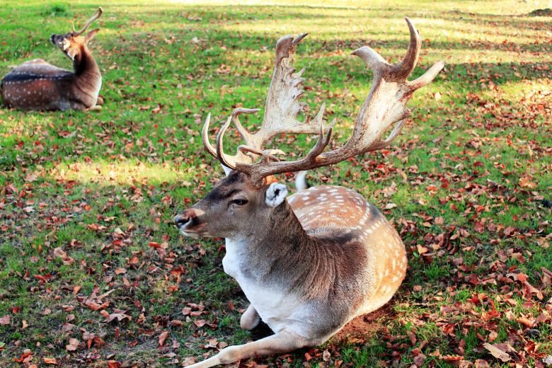 Free stock image of Deer created by Pixabay