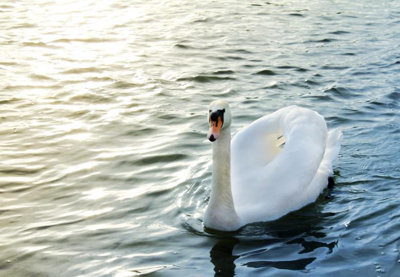 Free stock image of Swan created by Pixabay
