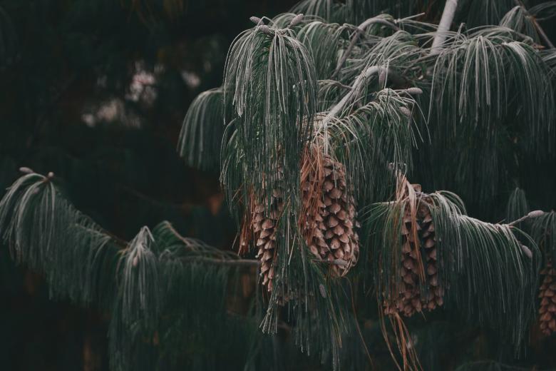 Free stock image of Tree Cones created by Pixabay