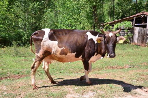 Free Stock Photo of Cow
