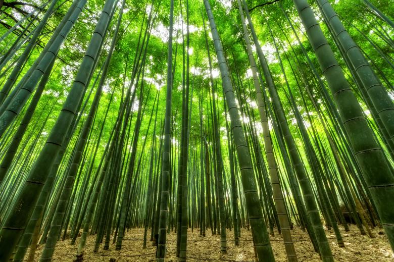 Free stock image of Bamboo Forest created by Pixabay