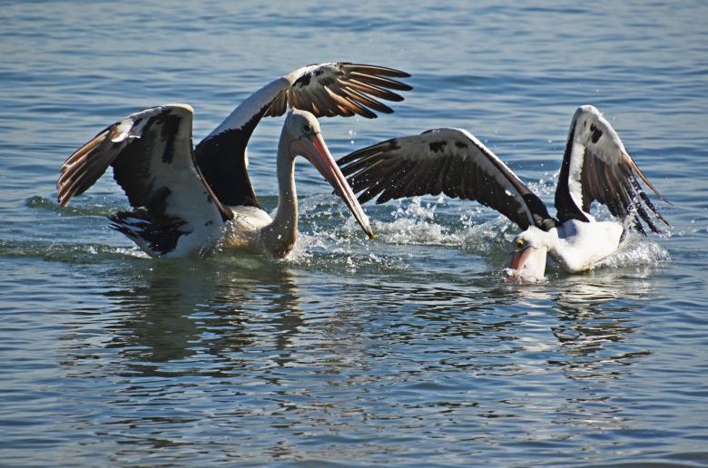 Free stock image of Pelicans created by Pixabay