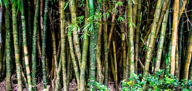 Free stock image of Bamboo Forest created by Pixabay