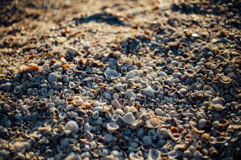 Free stock image of Seashell created by Pixabay