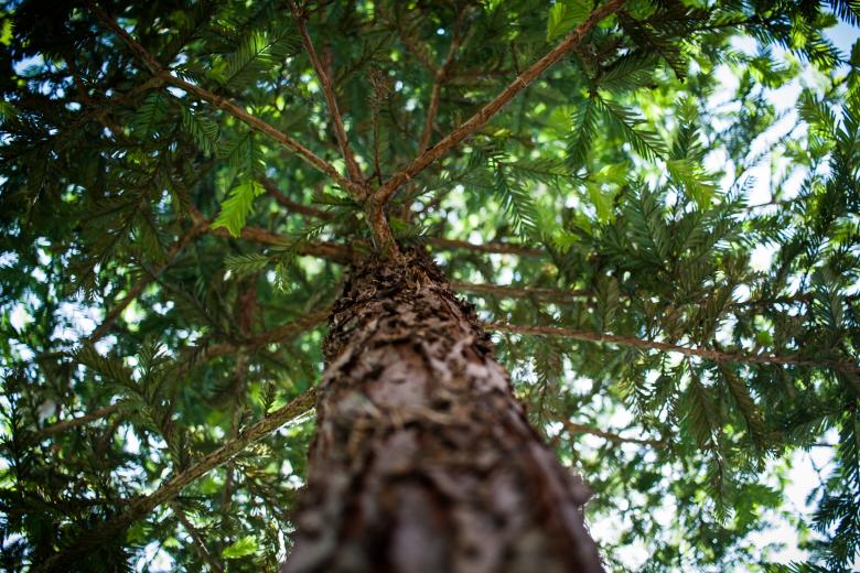 Free stock image of Up Close created by Pixabay