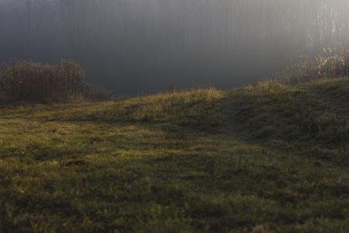 Free Stock Photo of Nature
