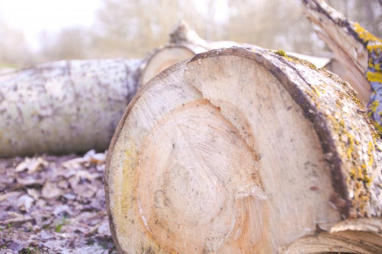 Free stock image of Wooden Stump created by Pixabay