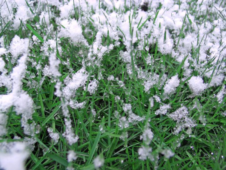 Free stock image of Snowy grass created by David M